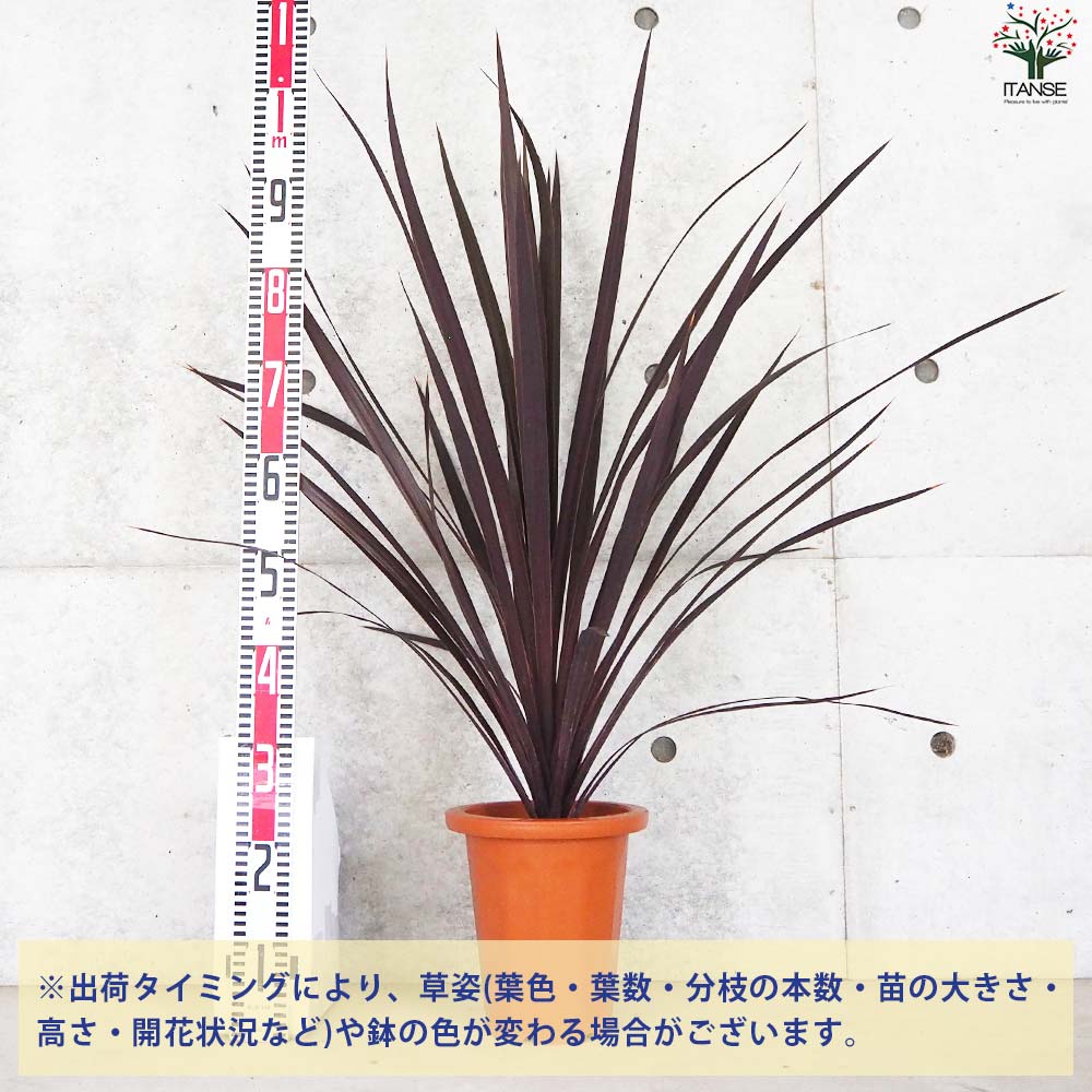 コルディリネ ブラックナイト【花苗 大苗7号鉢／1個売り】