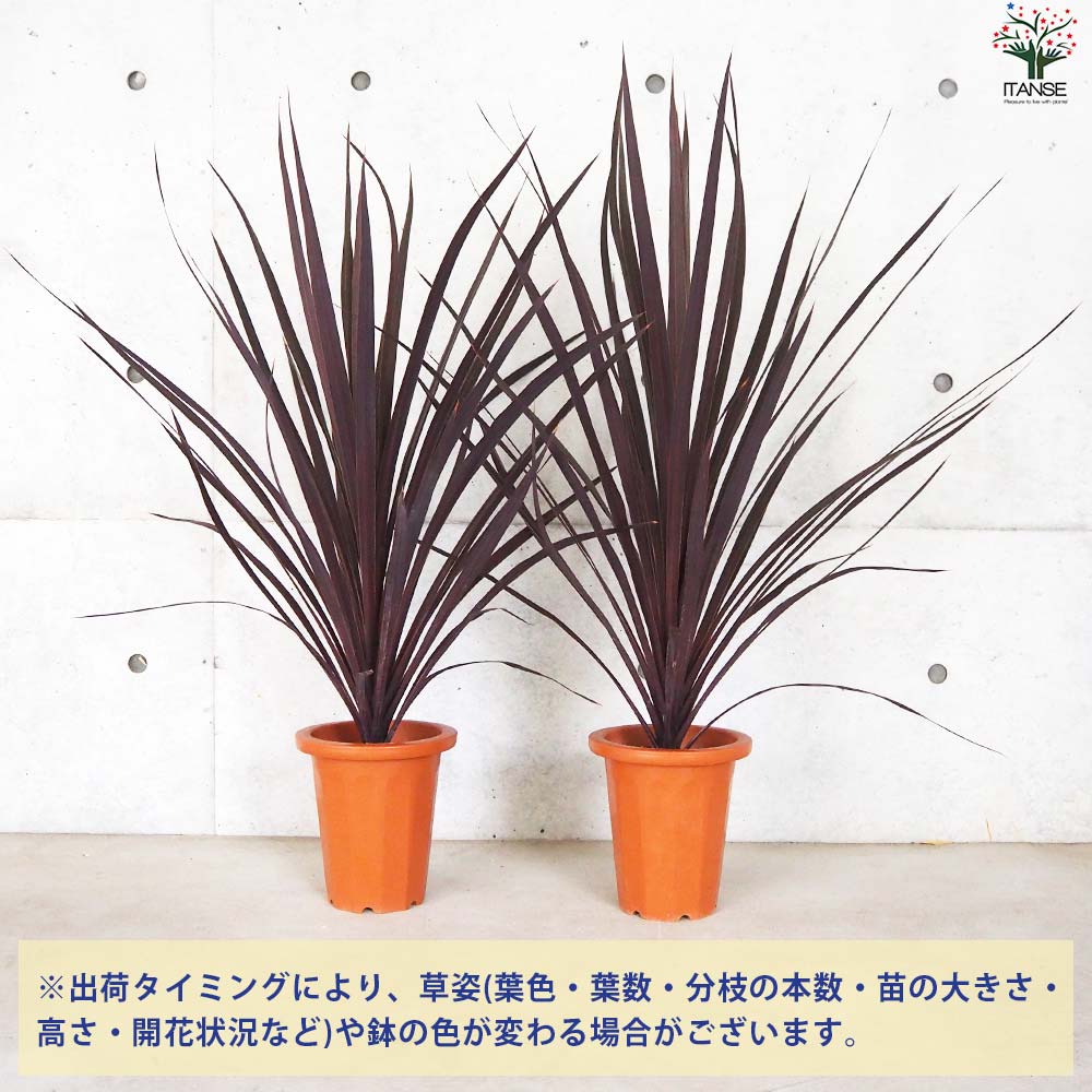 コルディリネ ブラックナイト【花苗 大苗7号鉢／1個売り】