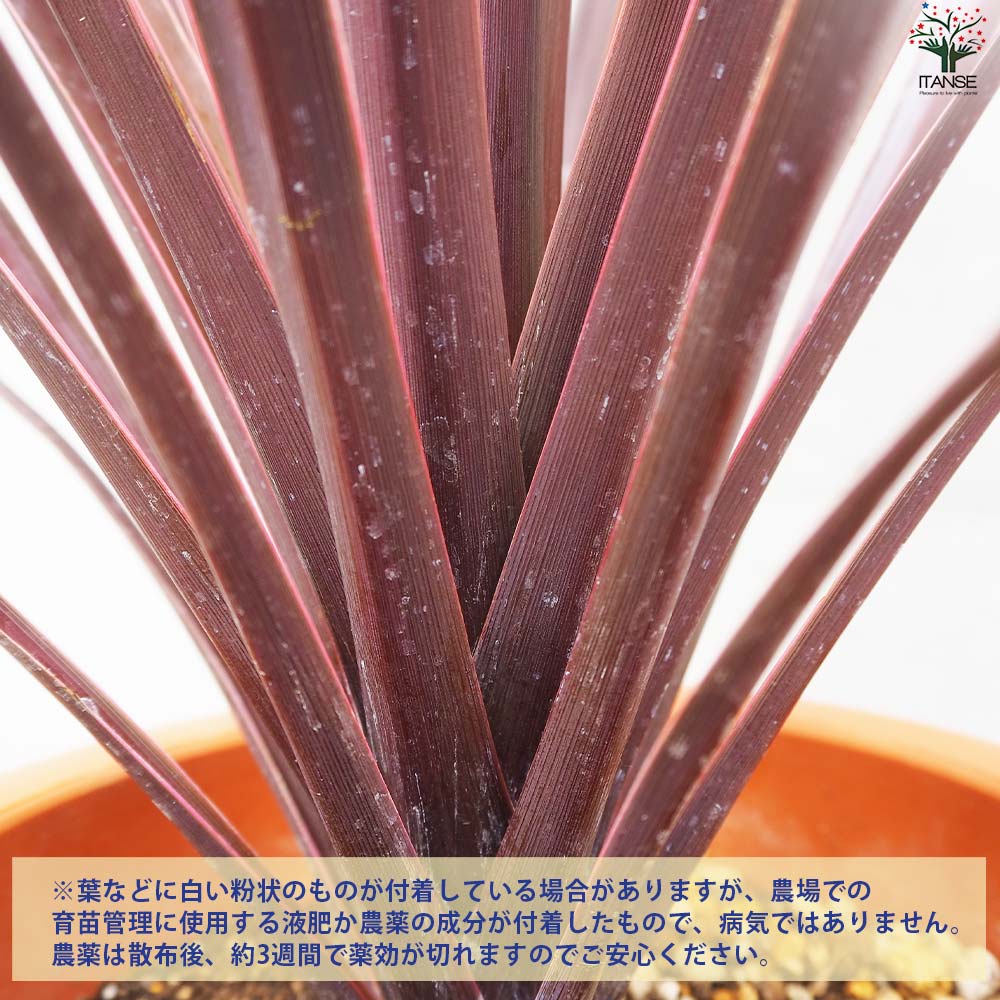 コルディリネ ブラックナイト【花苗 大苗7号鉢／1個売り】｜ 【植物の