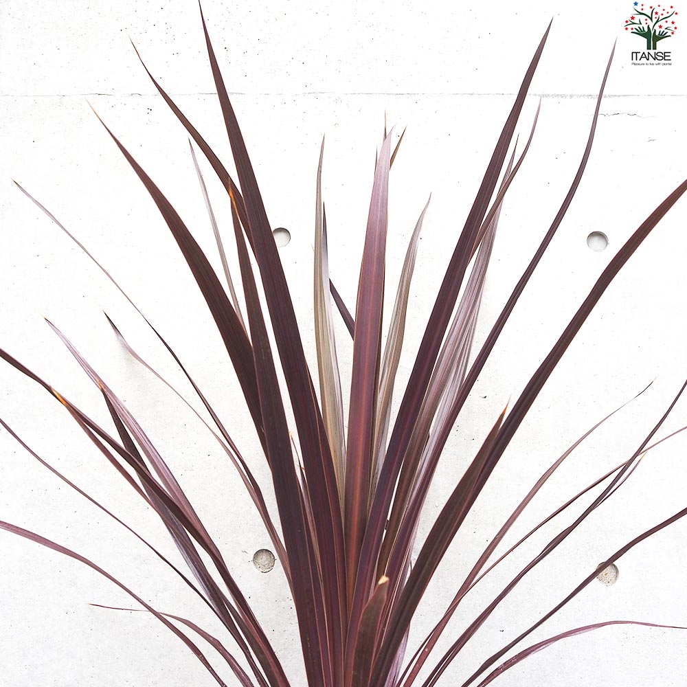 コルディリネ ブラックナイト【花苗 大苗7号鉢／1個売り】