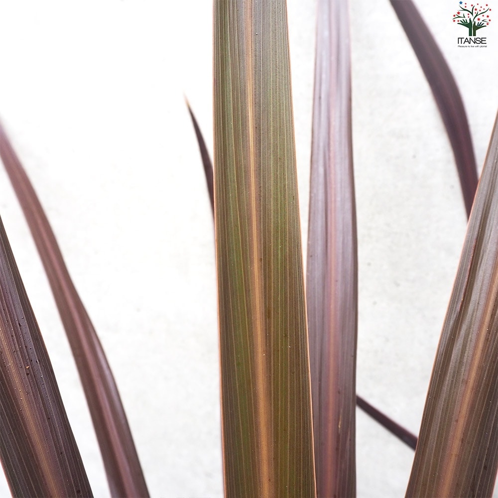 コルディリネ ブラックナイト【花苗 大苗7号鉢／1個売り】