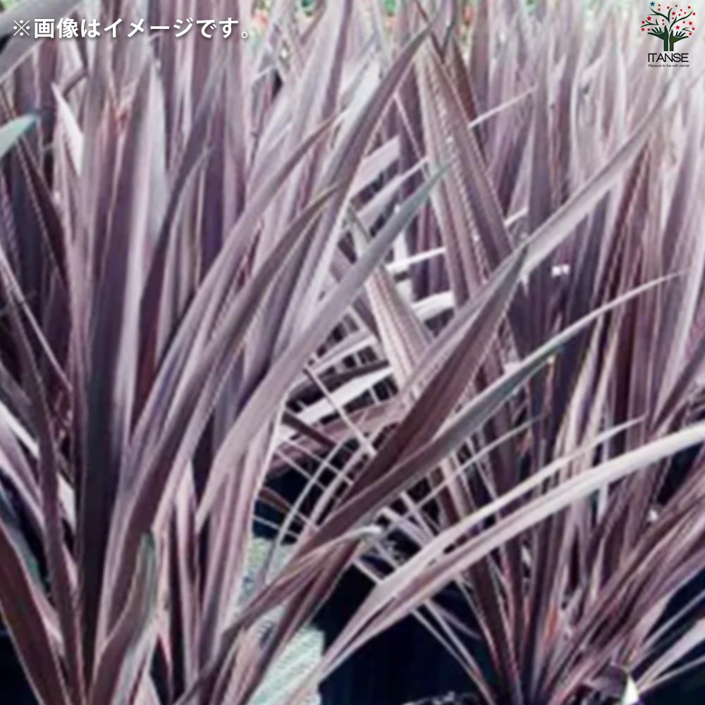 コルディリネ ブラックナイト【花苗 大苗7号鉢／1個売り】