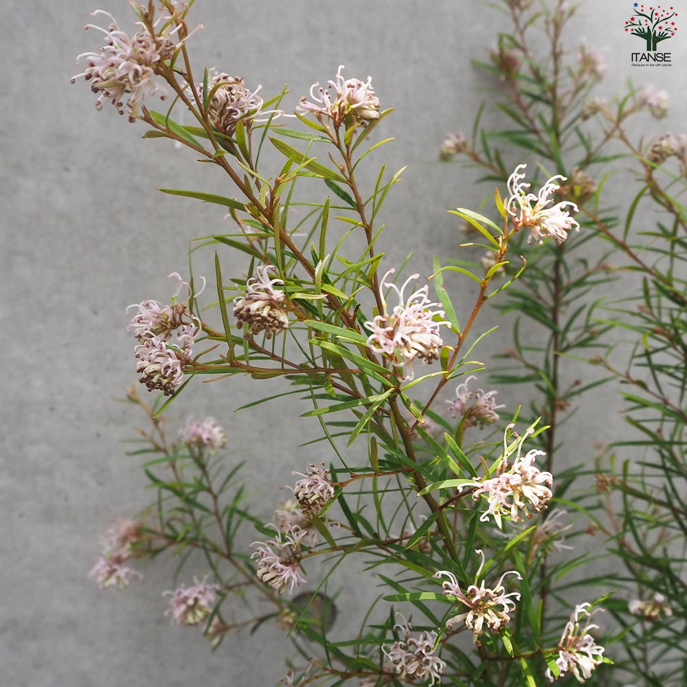 グレビレア シルキー【花苗 6号鉢／1個売り】｜ 【植物のITANSE