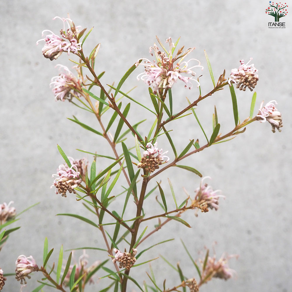 グレビレア シルキー【花苗 6号鉢／1個売り】｜ 【植物のITANSE