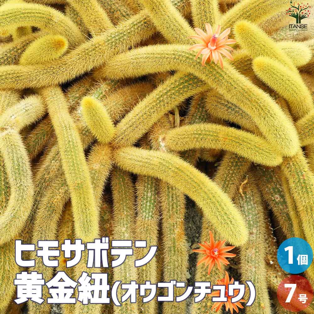 ヒモサボテン 黄金紐 オウゴンチュウ【多肉植物 7号鉢／1個売り】