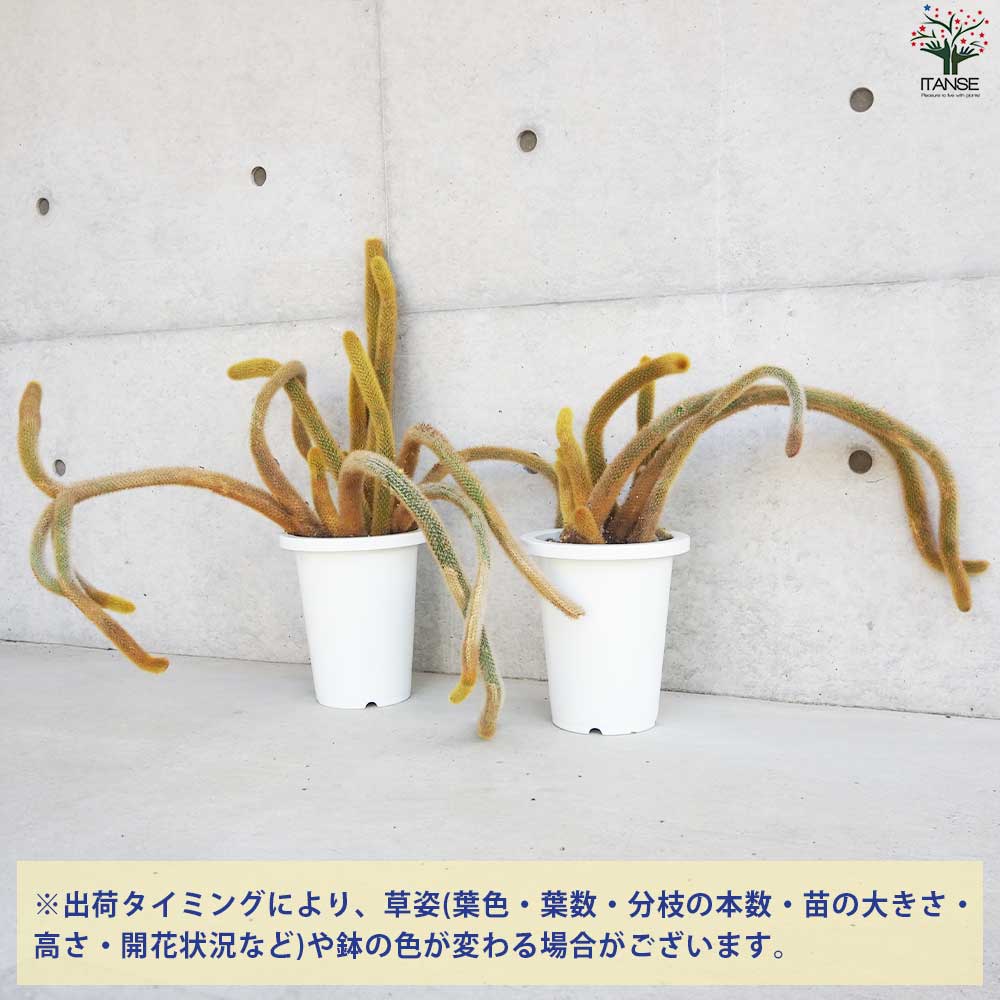 ヒモサボテン 黄金紐 オウゴンチュウ【多肉植物 7号鉢／1個売り】