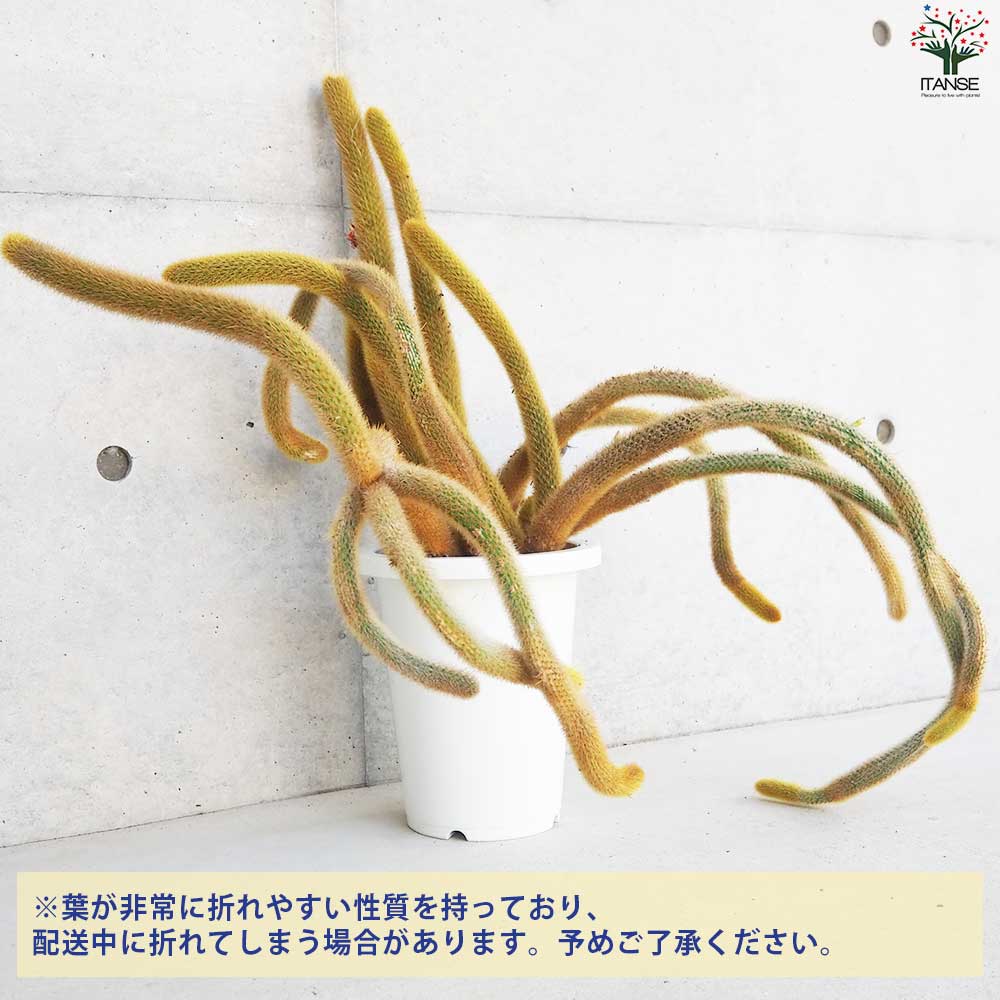 ヒモサボテン 黄金紐 オウゴンチュウ【多肉植物 7号鉢／1個売り