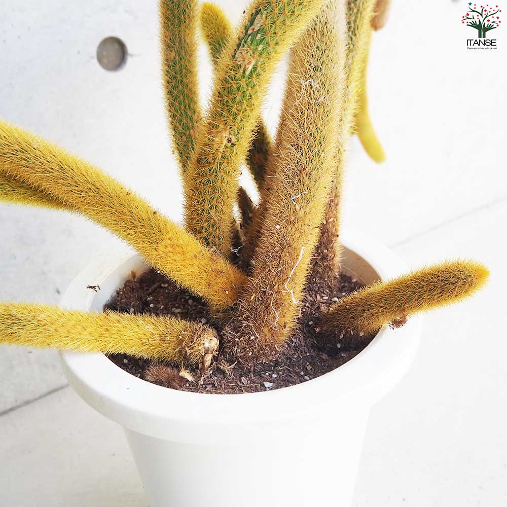 ヒモサボテン 黄金紐 オウゴンチュウ【多肉植物 7号鉢／1個売り】