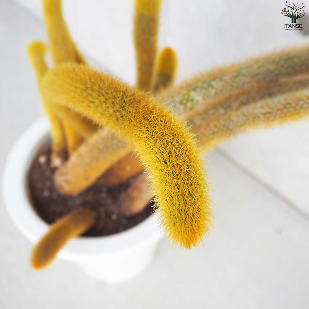 ヒモサボテン 黄金紐 オウゴンチュウ【多肉植物 7号鉢／1個売り