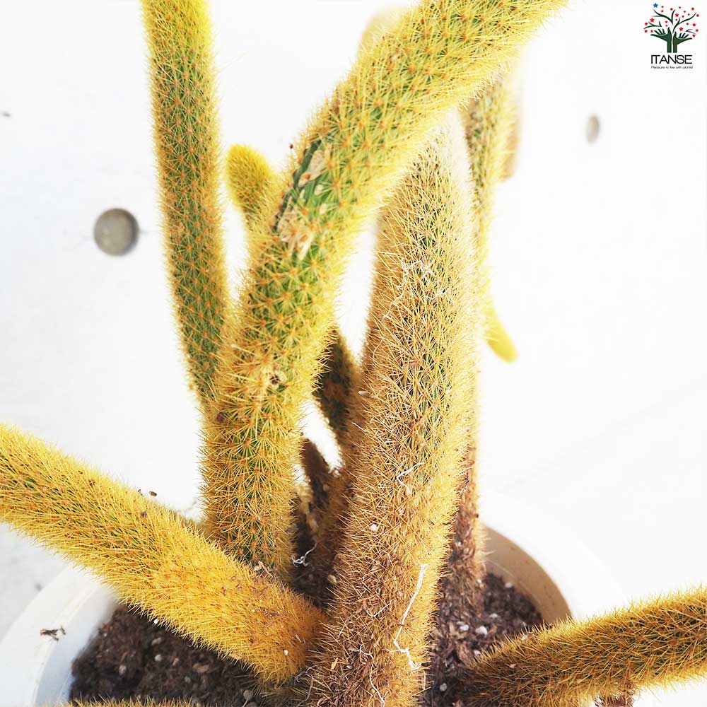 ヒモサボテン 黄金紐 オウゴンチュウ【多肉植物 7号鉢／1個売り】