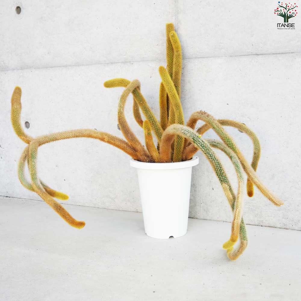 ヒモサボテン 黄金紐 オウゴンチュウ【多肉植物 7号鉢／1個売り】