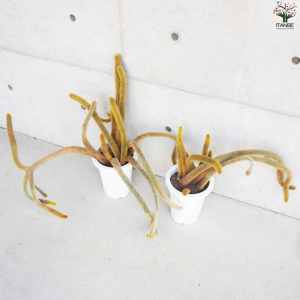 ヒモサボテン 黄金紐 オウゴンチュウ【多肉植物 7号鉢／1個売り