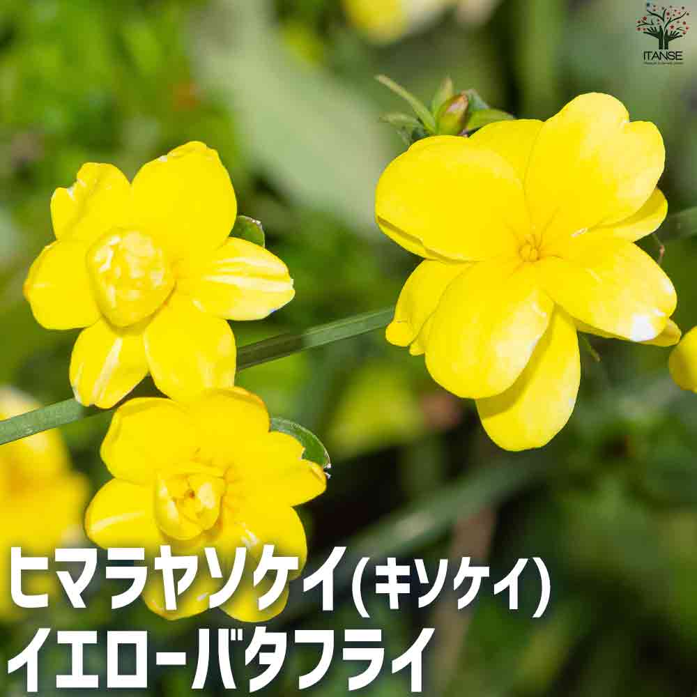 ヒマラヤソケイ イエローバタフライ 【花苗 3号ポット】｜ 【植物の