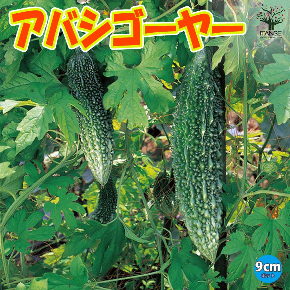 アバシゴーヤー 苦瓜2個～【野菜苗9cmポット】