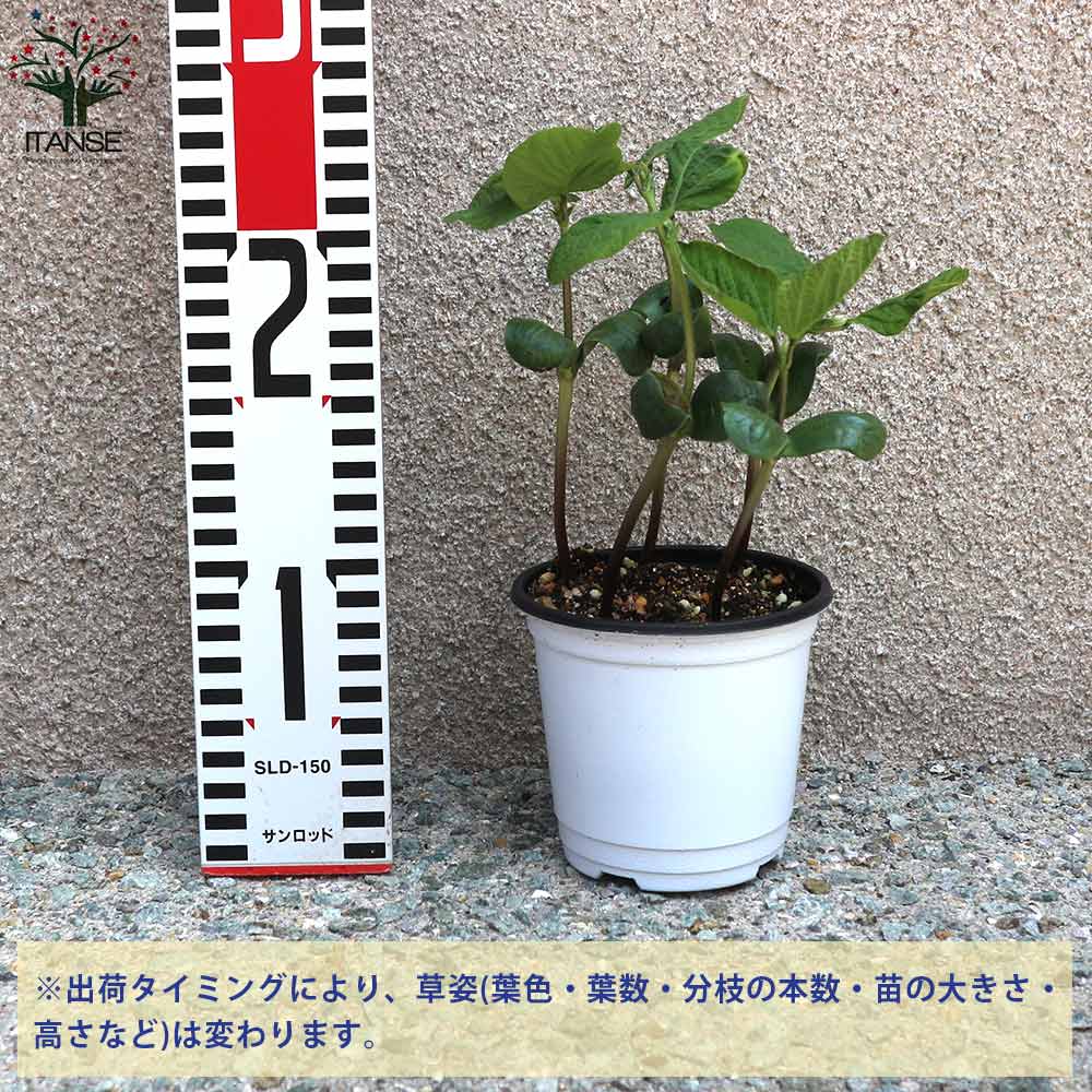 枝豆の苗 秘伝3個～【野菜の苗 10.5cmポット】