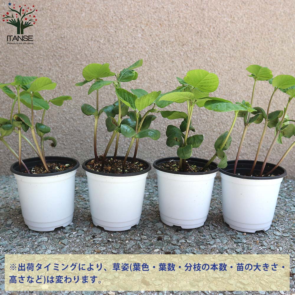 枝豆の苗 秘伝3個～【野菜の苗 10.5cmポット】