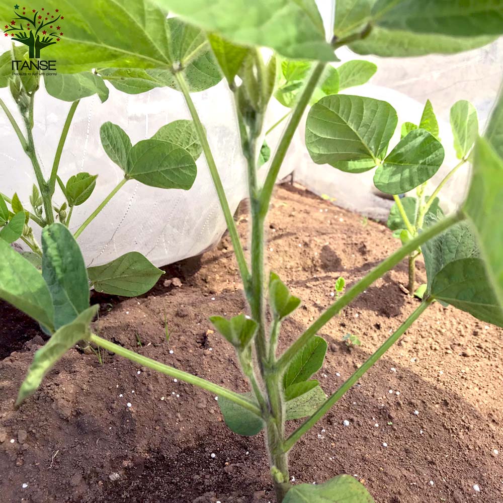 枝豆の苗 秘伝3個～【野菜の苗 10.5cmポット】
