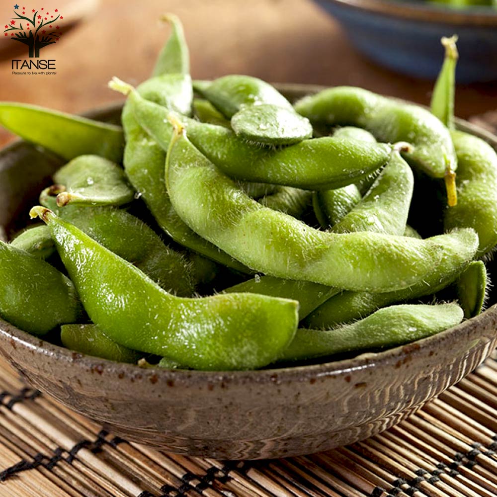 枝豆の苗 秘伝3個～【野菜の苗 10.5cmポット】｜ 【植物のITANSE