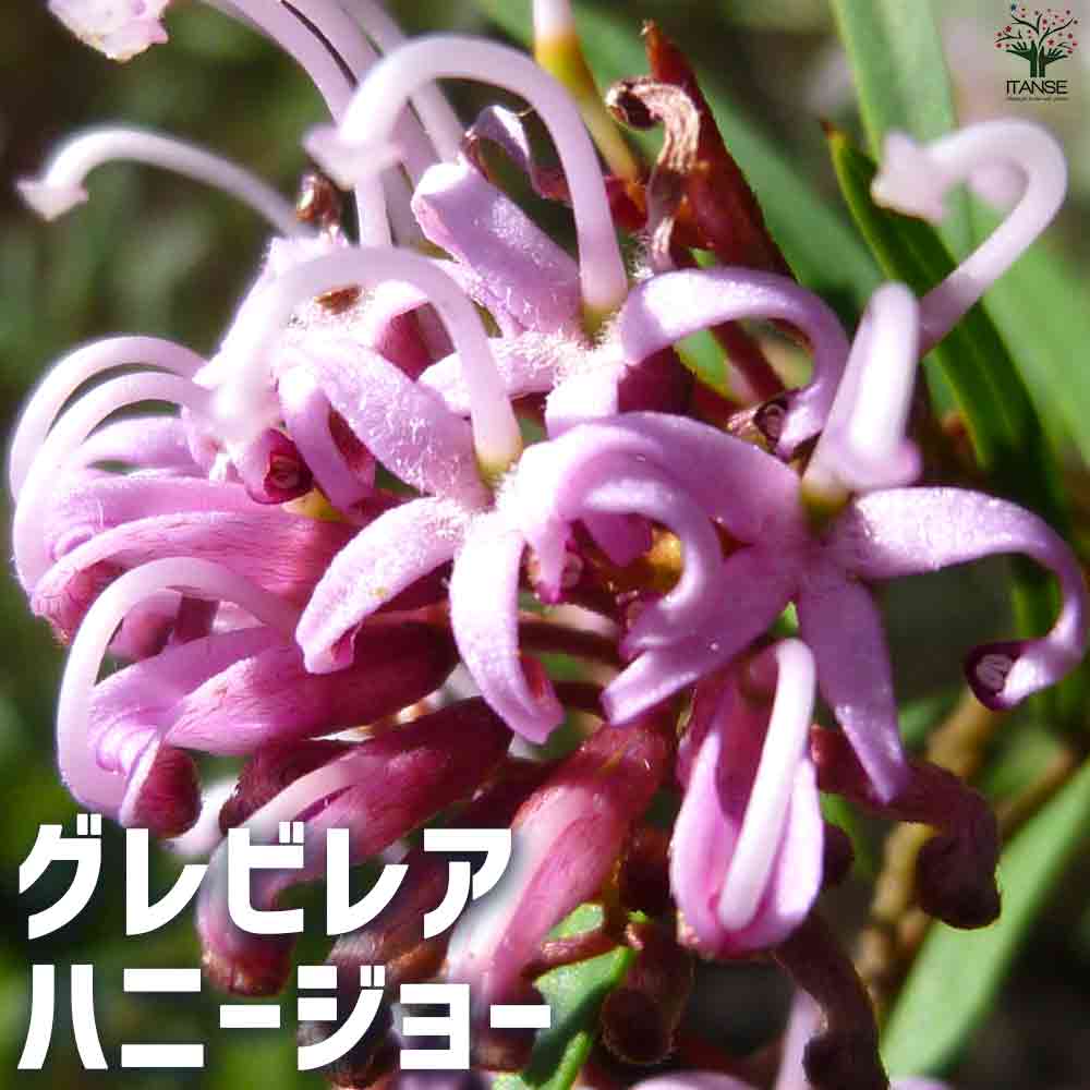グレビレア ハニージョー 【花苗 5号鉢】｜ 【植物の