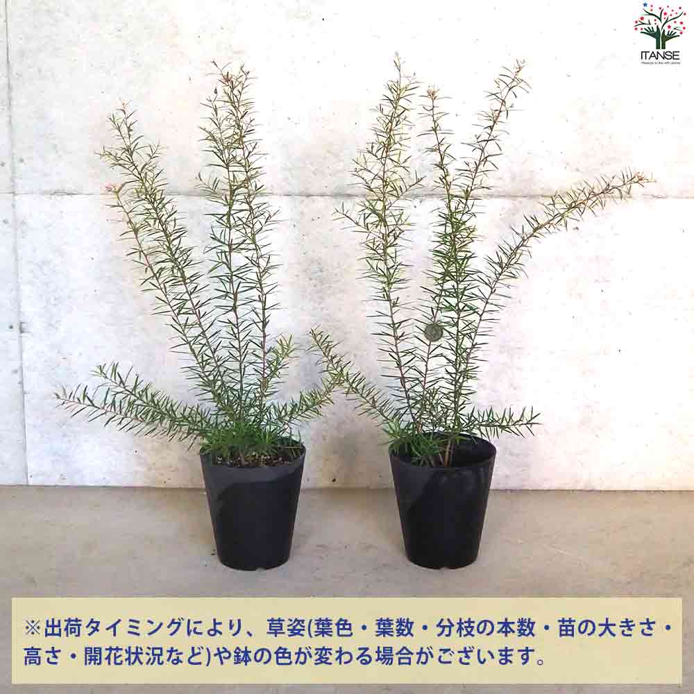 希少。グレビレア ハニージョー1.2M(鉢底から)☆人気につき再入荷☆ 希少。グレビレア ハニージョー1.2M(鉢底から)☆人気につき再