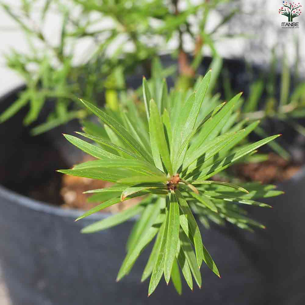 グレビレア ハニージョー 【花苗 5号鉢】｜ 【植物の