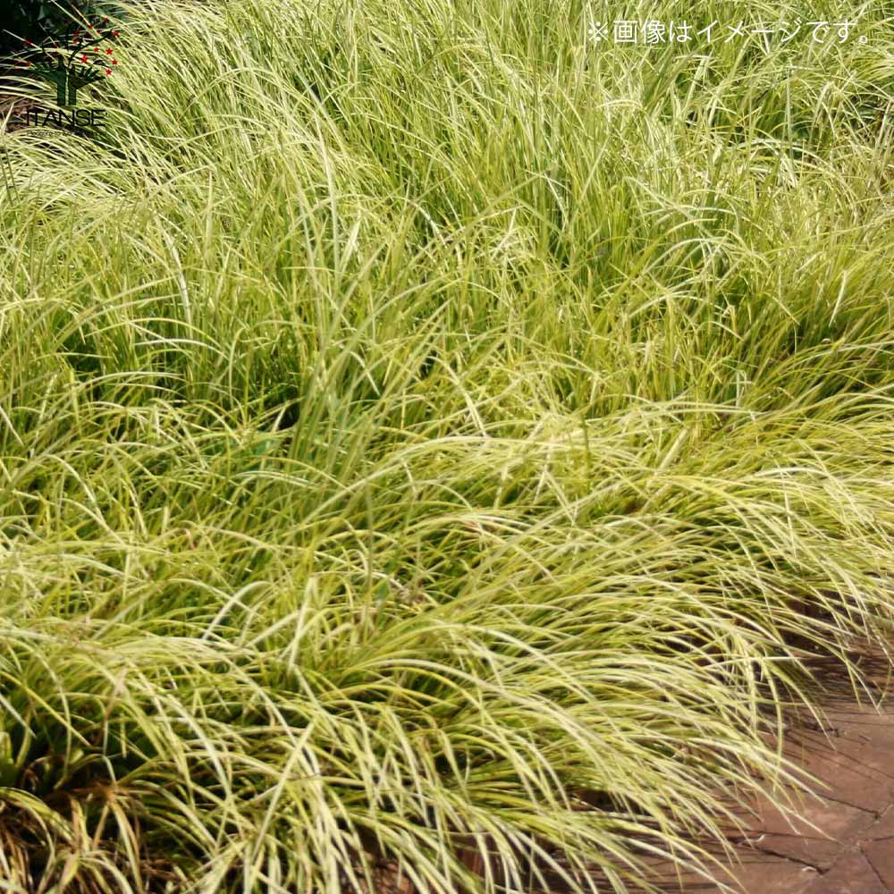 セキショウ 斑入り葉 花苗 9cmポット苗 植物の 全品送料無料・即出荷