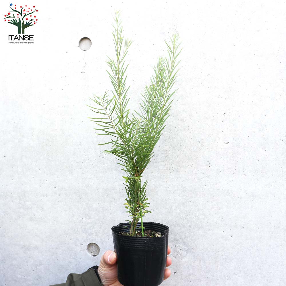 アカシア ブアマニー(スノーウィーリバーワトル)【花苗 3.5号ポット