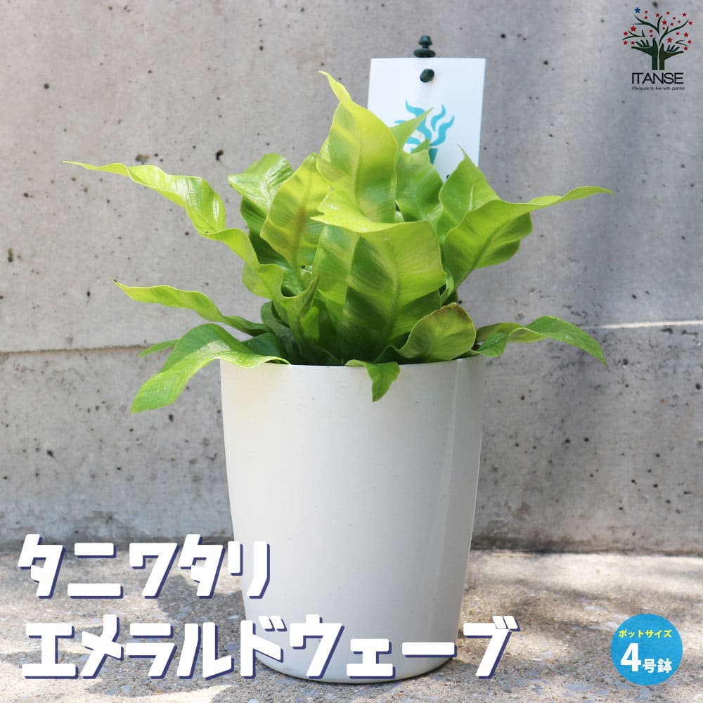 タニワタリ エメラルドウェーブ【観葉植物 4号】