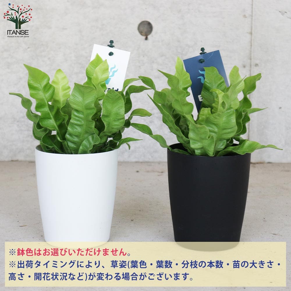 タニワタリ エメラルドウェーブ【観葉植物 4号】
