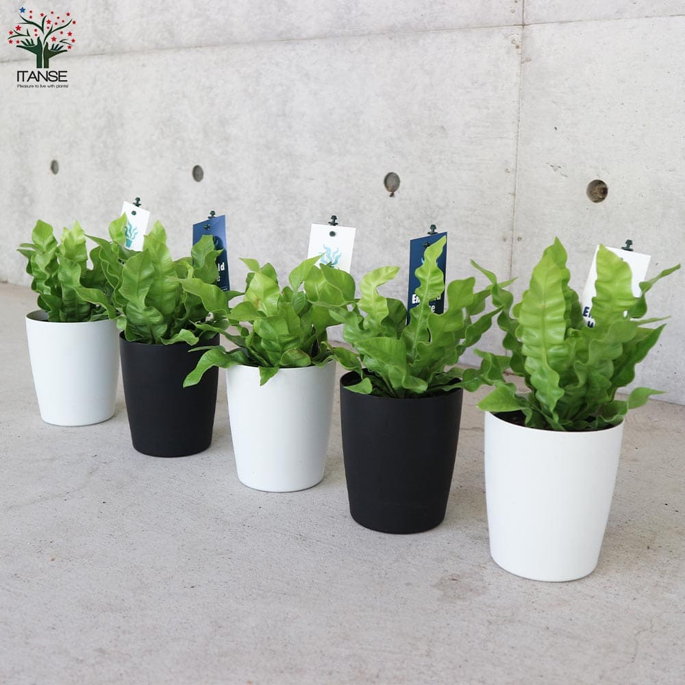 タニワタリ エメラルドウェーブ【観葉植物 4号】