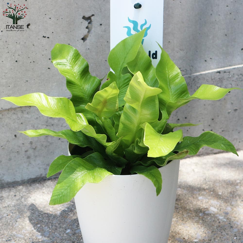 タニワタリ エメラルドウェーブ【観葉植物 4号】