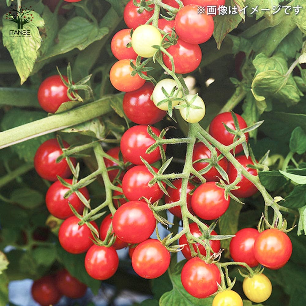 マロニエラポ　カット苗 ミニトマトの苗 ピッコラルージュ 枝づくり苗2個～【野菜の苗 12cm