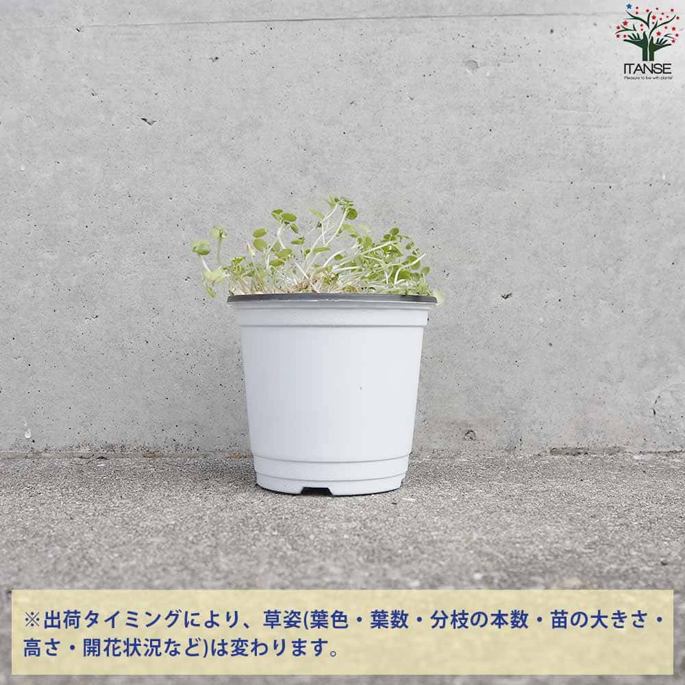 ジャイアントクレソン 10.5cm2個～【おうちで簡単！育てやすい10.5cm