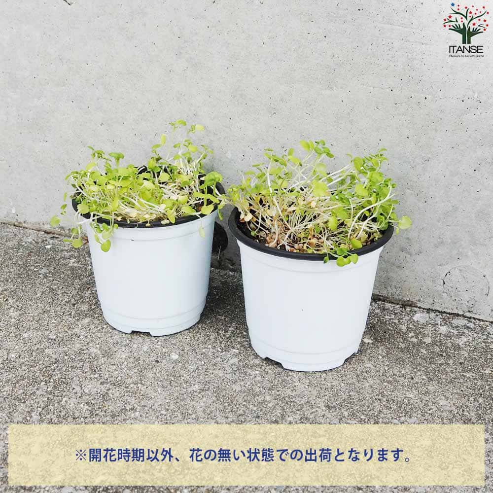 ジャイアントクレソン 10.5cm2個～【おうちで簡単！育てやすい10.5cm