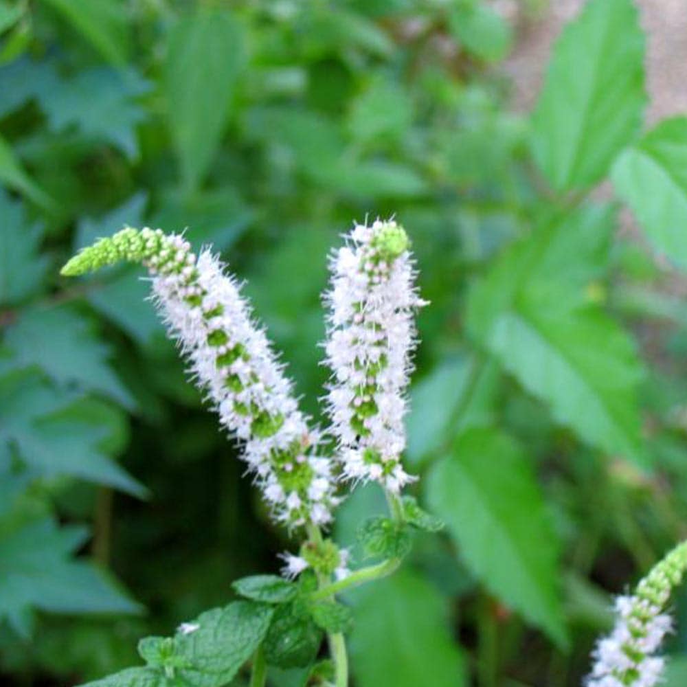 アップルミント」ハーブBN硬質12cmポット大苗 【2個セット】｜ 【植物