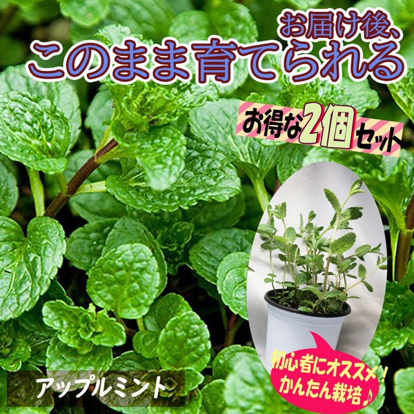 アップルミント」ハーブBN硬質12cmポット大苗 【2個セット】｜ 【植物