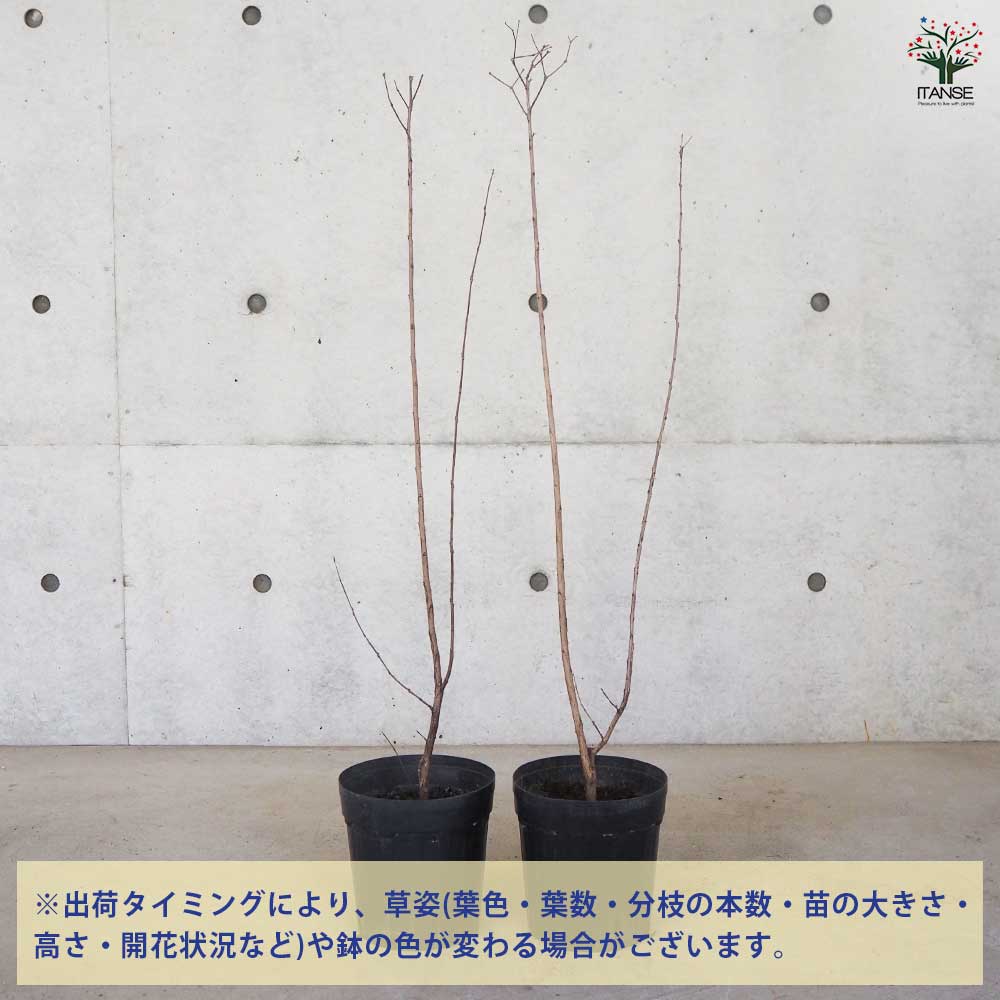 サルスベリ ブラックリーフダイヤモンド ミスティックM 【花木苗 6号ポット／1個売り】