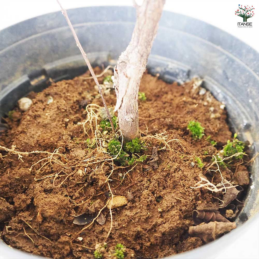 サルスベリ ブラックリーフダイヤモンド ミスティックM 【花木苗 6号ポット／1個売り】