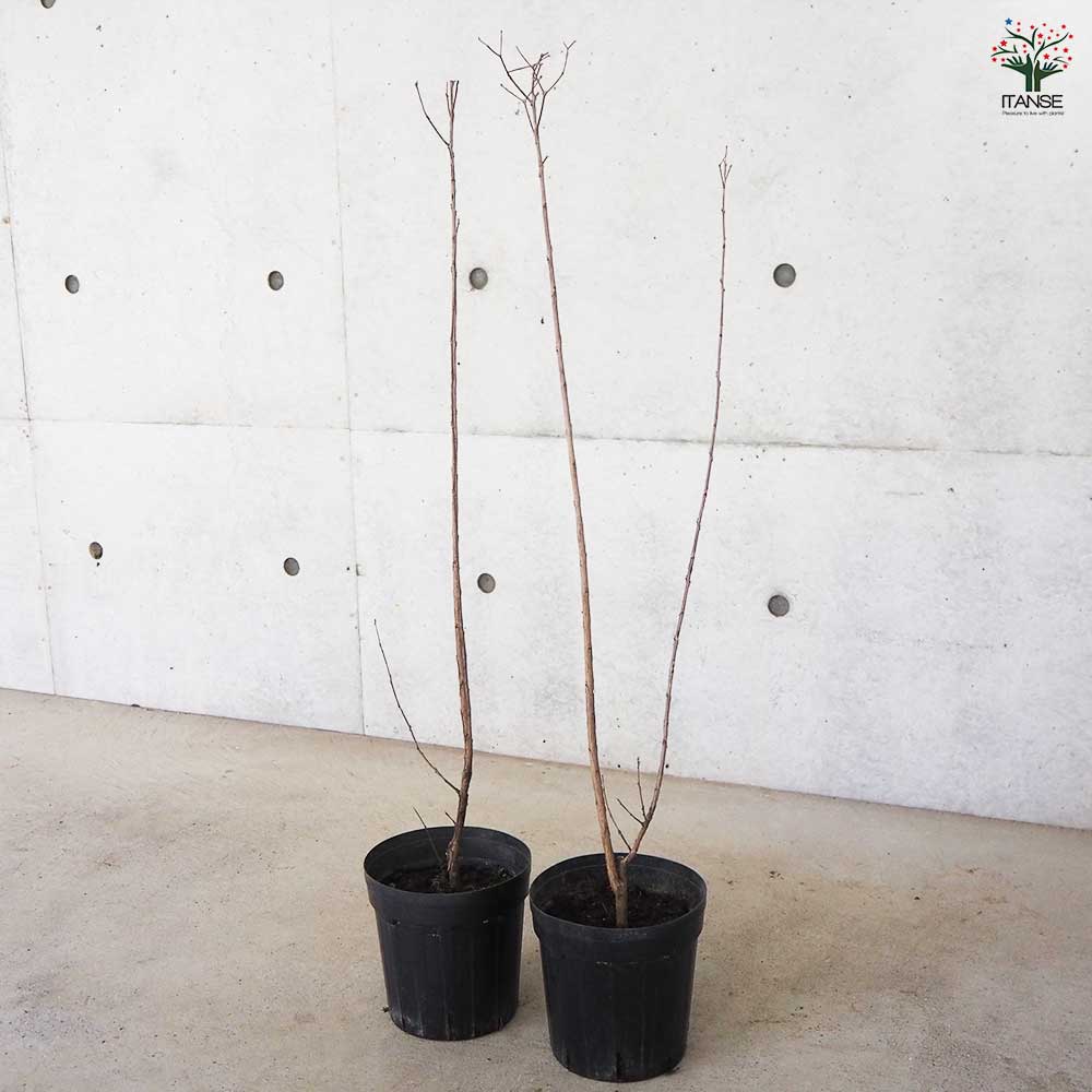 サルスベリ ブラックリーフダイヤモンド ミスティックM 【花木苗 6号ポット／1個売り】