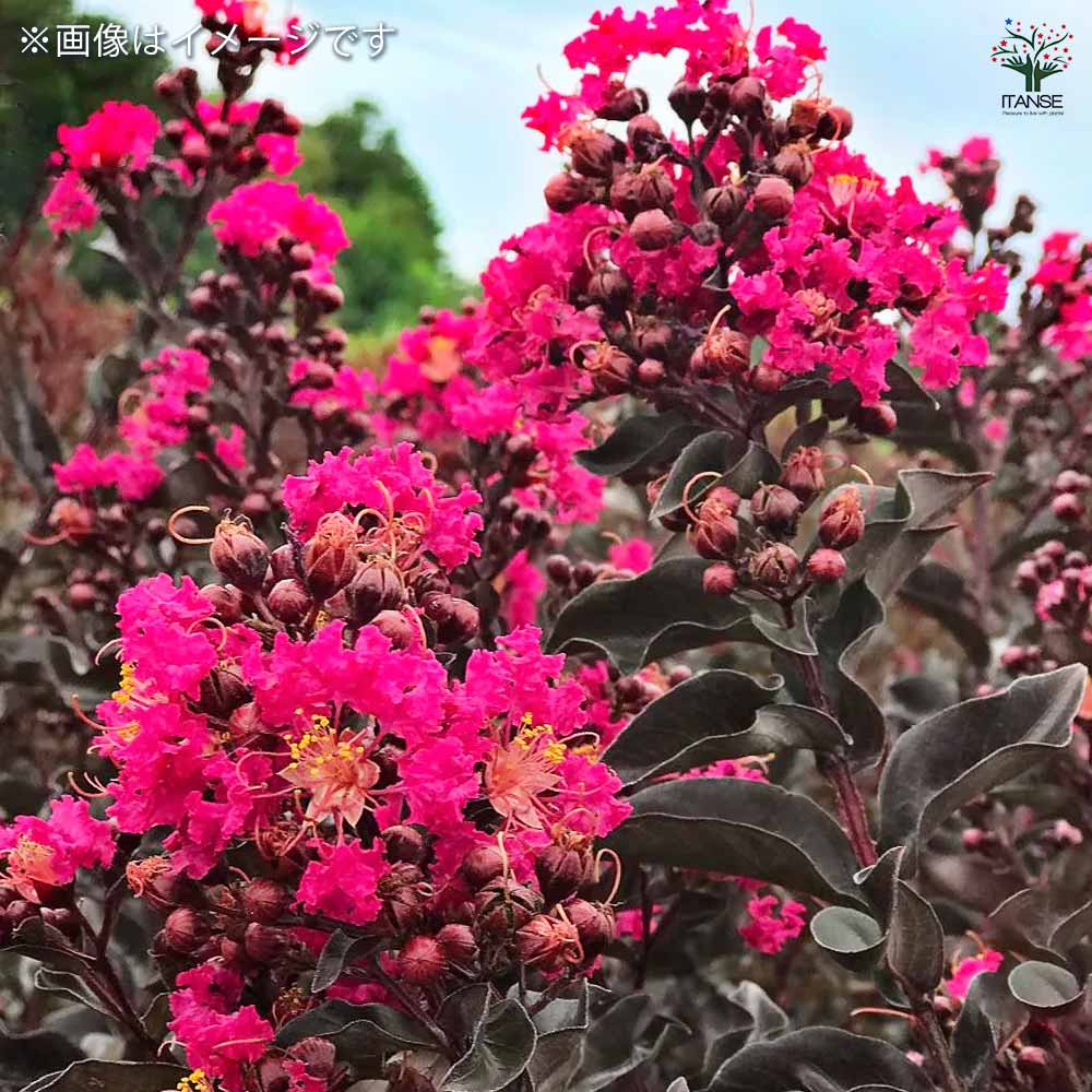 サルスベリ ブラックリーフダイヤモンド ミスティックM 【花木苗 6号ポット／1個売り】