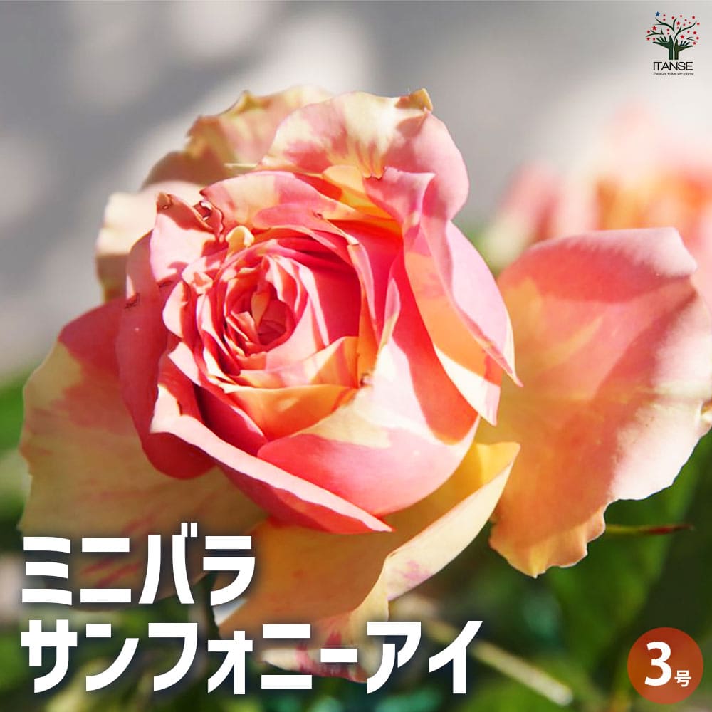 ミニ薔薇 サンフォニーアイ 【花苗 3号ポット】