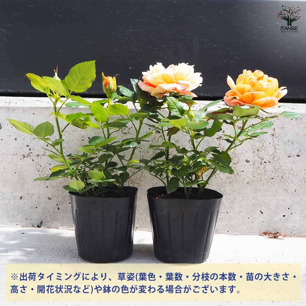 ミニ薔薇 サンフォニーアイ 【花苗 3号ポット】