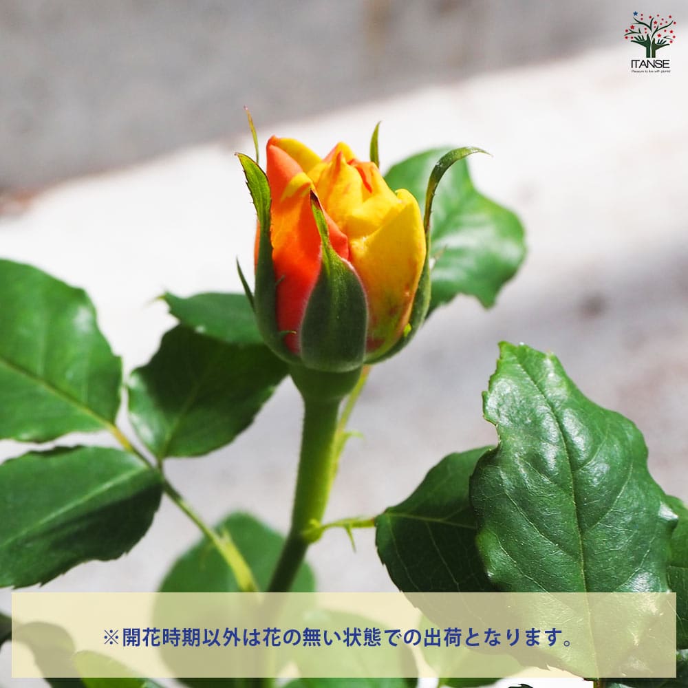 ミニ薔薇 サンフォニーアイ 【花苗 3号ポット】｜ 【植物の