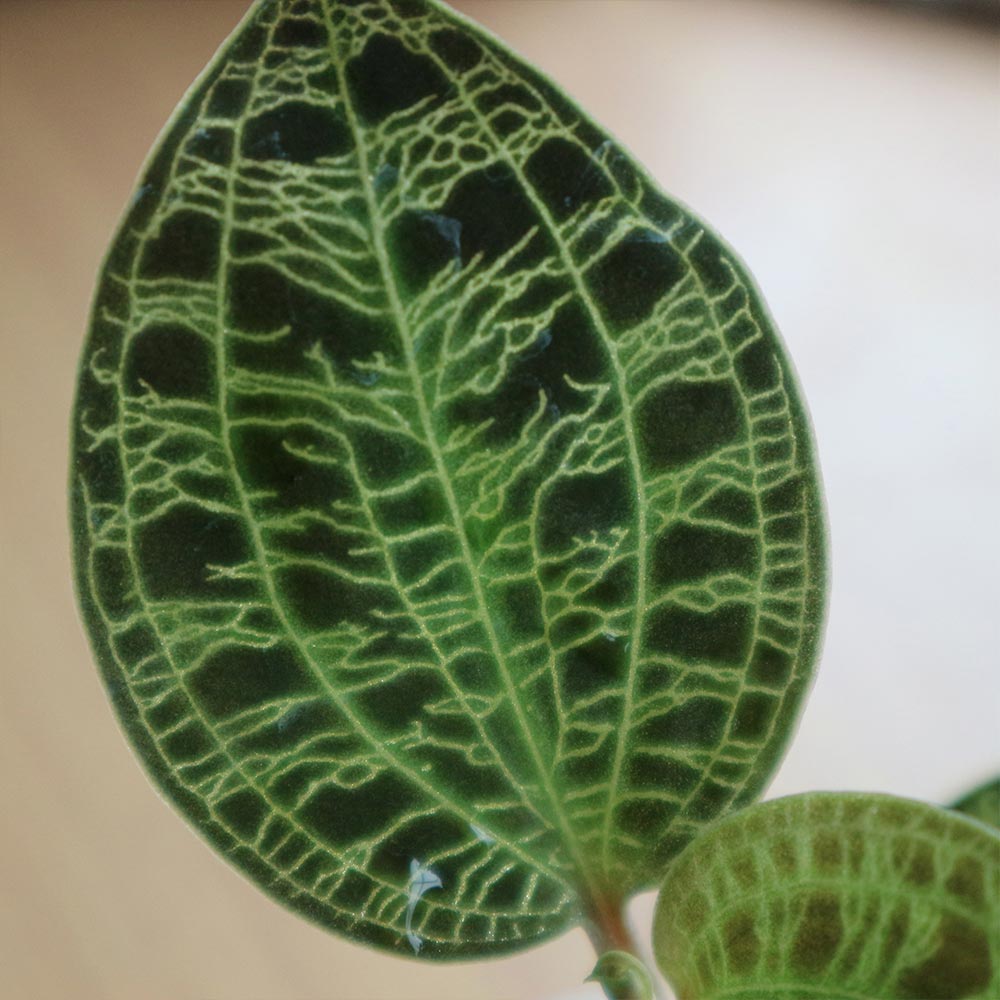 マコデス・ペトラ ジュエルオーキッド 葉を鑑賞する蘭(ラン)【小型 観葉植物 2号鉢／1個】