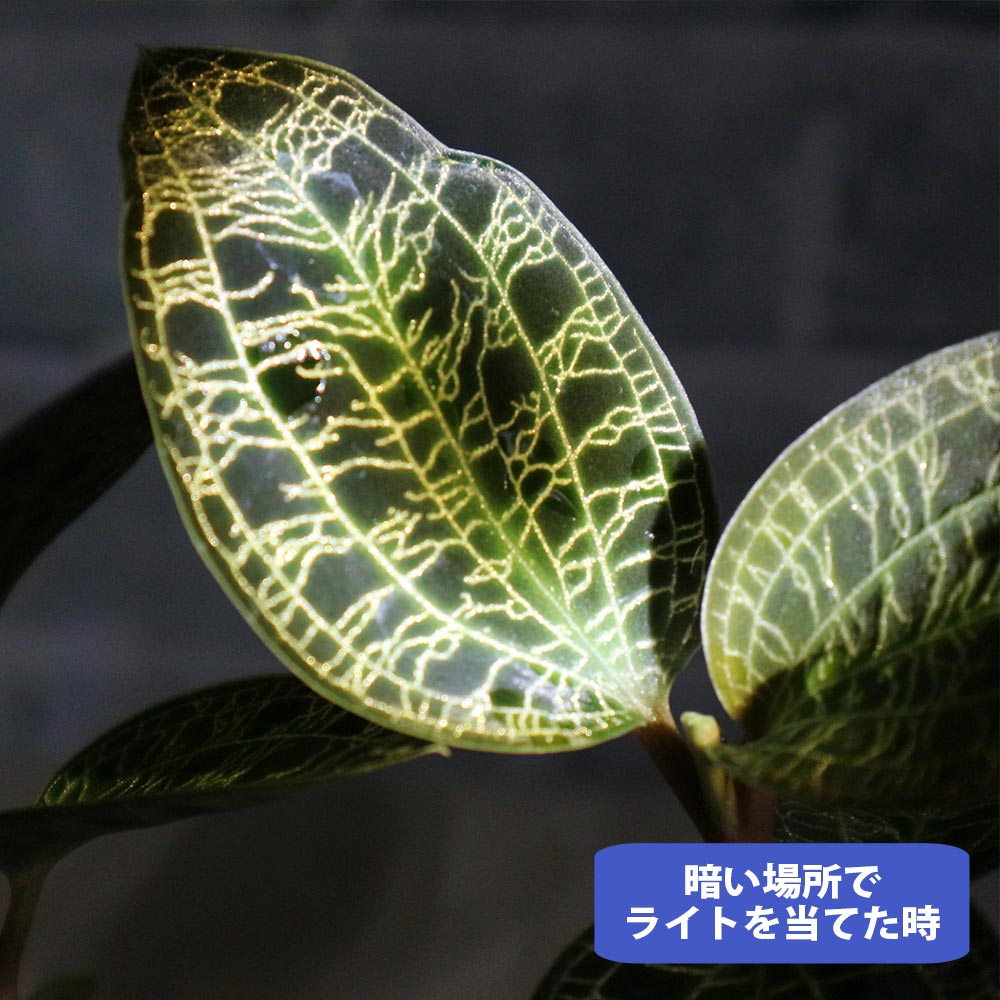 マコデス・ペトラ ジュエルオーキッド 葉を鑑賞する蘭(ラン)【小型 観葉植物 2号鉢／1個】