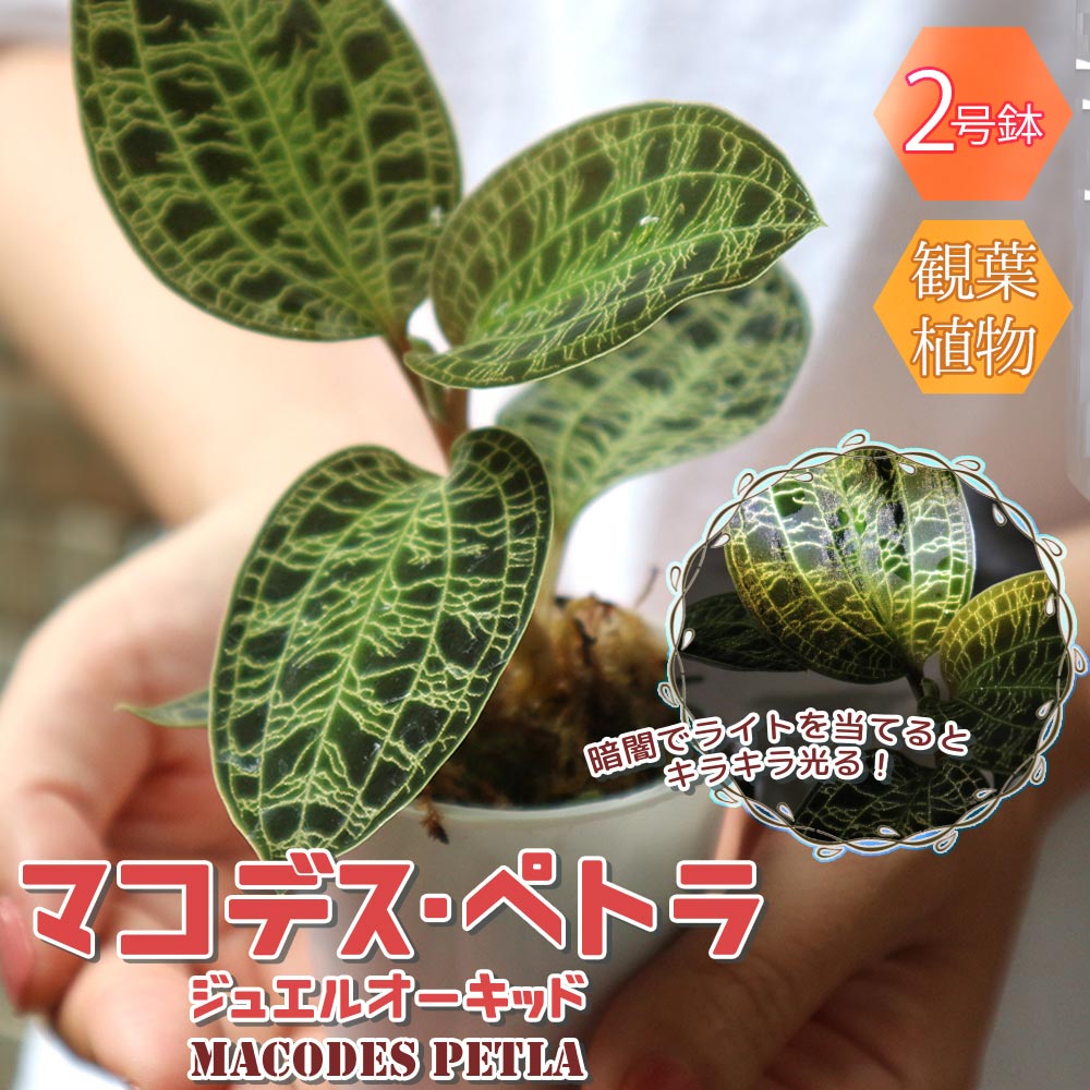 マコデス・ペトラ ジュエルオーキッド 葉を鑑賞する蘭(ラン)【小型 観葉植物 2号鉢／1個】