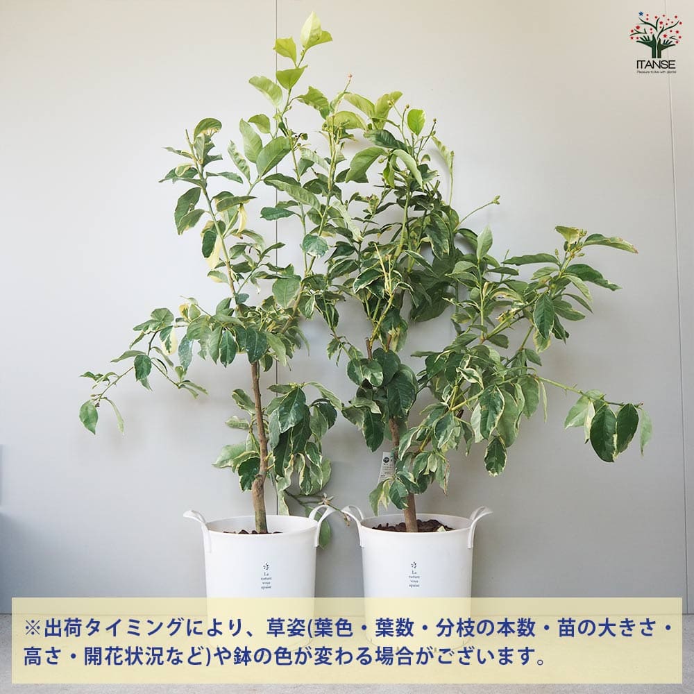 ピンクレモネード レモン 新5年生 苗木 ポリポット入り ピンクレモネード レモン 新5年生 苗木 ポリポット入り