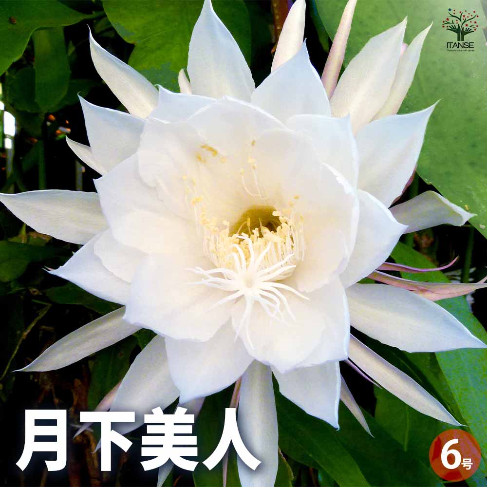 月下美人 月下美人 【多肉植物 6号鉢／1個売り】｜ 【植物の