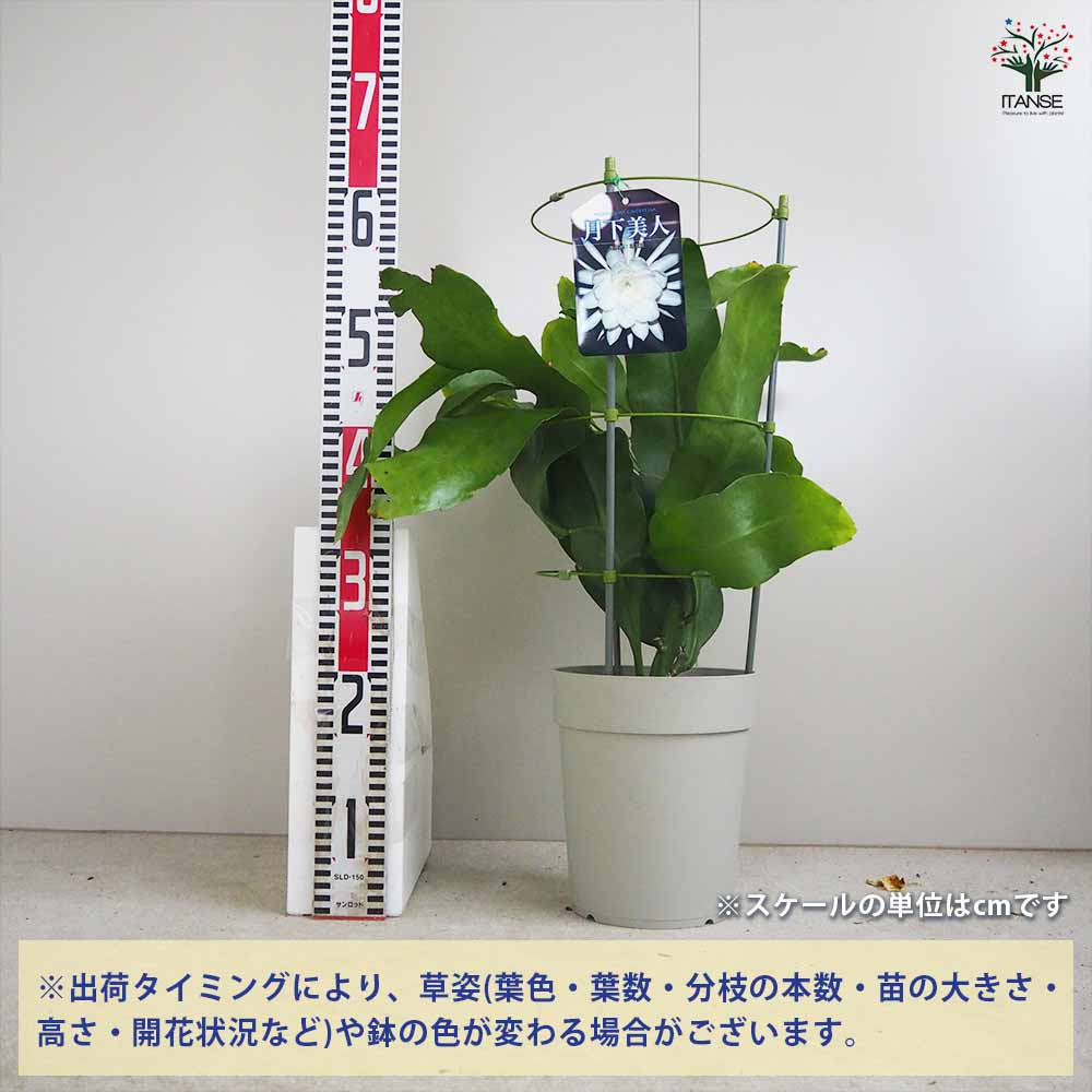 月下美人 月下美人 【多肉植物 6号鉢／1個売り】