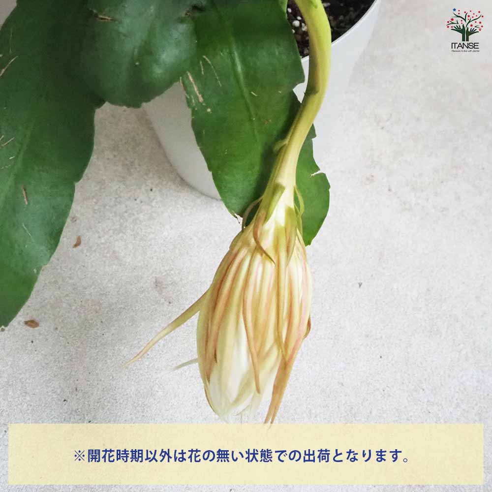 月下美人 月下美人 【多肉植物 6号鉢／1個売り】｜ 【植物の